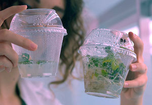 Nuevas técnicas genómicas que pueden mejorar las variedades vegetales cultivables