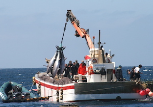 2Se abre la pesca de atún rojo para atender la demanda de Semana Santa 2