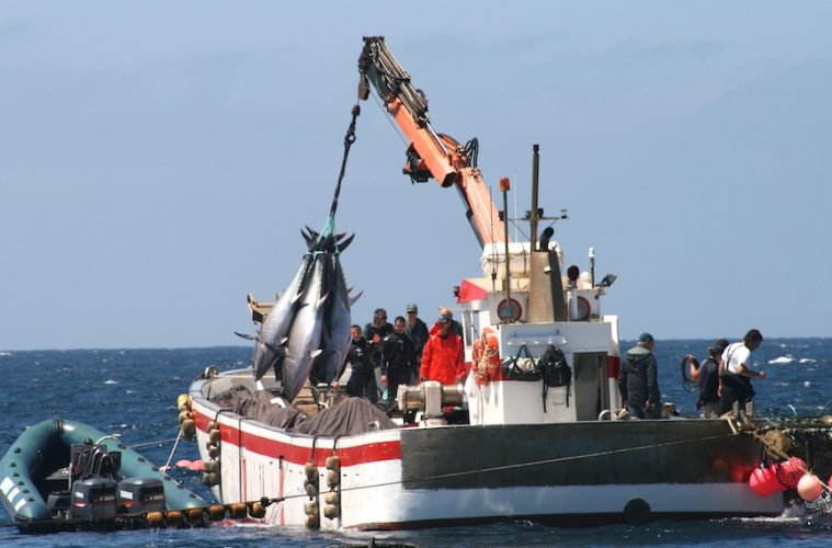 Se abre la pesca de atún rojo para atender la demanda de Semana Santa - Foto MAPA
