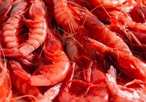 Este año tendremos menos gamba roja del Mediterráneo