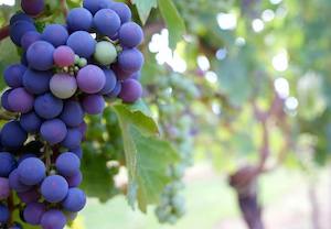 La previsión de producción de vino 2024-2025, un 15 % más que el año pasado según el ministerio