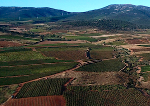 Las Ciudades del Vino se reúnen en Cariñena Foto Acevin