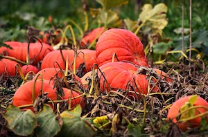 Los saberes ecológicos tradicionales como base para la adaptación al cambio climático