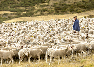 Los últimos pastores trashumantes inician el viaje de Extremadura a Picos de Europa