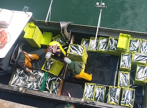 Se reabre la pesca de la caballa norte, con mayor cuota y tope diario