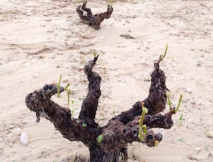 Una tormenta de granizo provoca daños severos en los viñedos de la DOP Jumilla