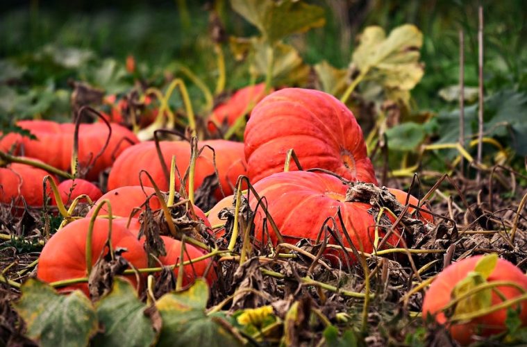 Los saberes ecológicos tradicionales como base para la adaptación al cambio climático