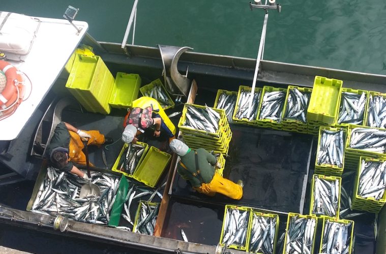 Se reabre la pesca de la caballa norte, con mayor cuota y tope diario (Foto MAPA)