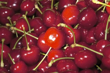 Ya están en el mercado las primeras cerezas del Valle del Jerte, este año con retraso Foto DOP