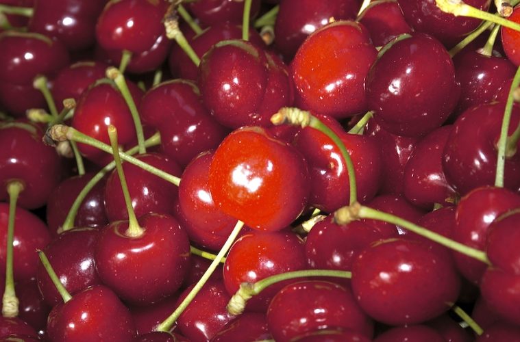 Ya están en el mercado las primeras cerezas del Valle del Jerte, este año con retraso Foto DOP