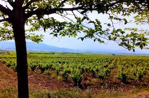 Autorizadas ya las nuevas plantaciones de viñedo para 2025