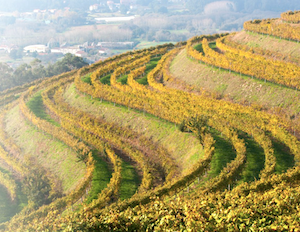 La añada 2024 de los Rías Baixas, calificada como Excelente