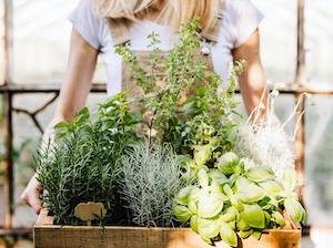 La crisis del sector de plantas aromáticas, a debate en el IIE