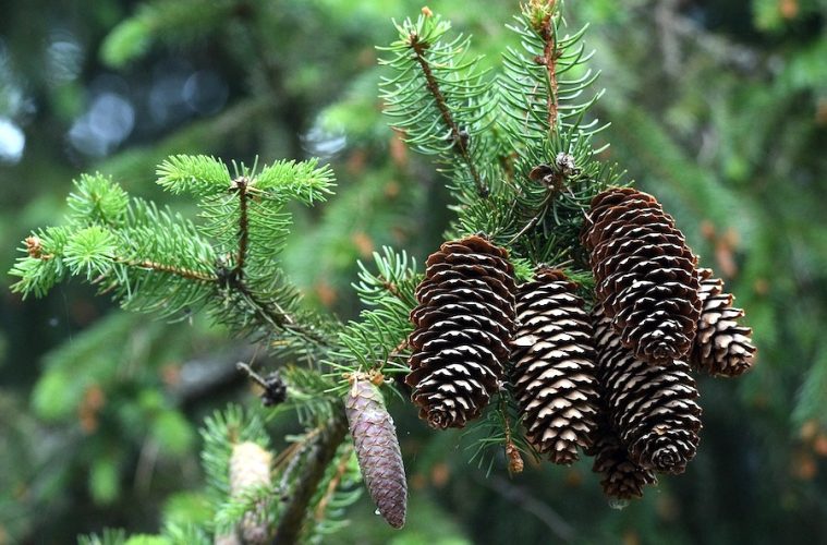 Nuevos alimentos basados en frutos silvestres que saben a bosque