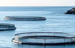 Especies de acuicultura que se pueden encontrar en cualquier pescadería