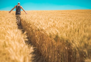 Las condiciones climáticas favorecen la cosecha de cereales, un 15 % superior a la anterior