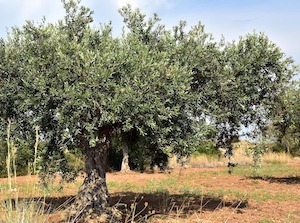 Objetivo, garantizar el futuro del olivar de secano en Andalucía