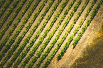 Sobre las ventajas de los acolchados orgánicos en el viñedo