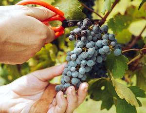 De cara a la vendimia, la Interprofesional del vino recomienda los contratos tipo homologados