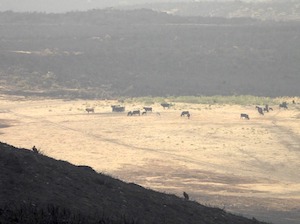 La posición de las asociaciones de razas autóctonas de vacuno de carne ante los incendios forestales