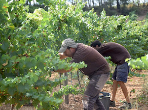 La vendimia 2025 de la DO Penedès será totalmente ecológica