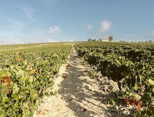 Los viñedos del Marco de Jerez se preparan ya para la vendimia 