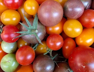 Nuevos concursos de tomate antiguo en Navarra