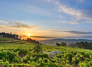 Rías Baixas prevé una buena vendimia, alrededor de un 20 % superior a la pasada