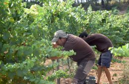 La vendimia 2025 de la DO Penedès será totalmente ecológica