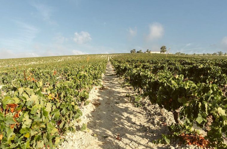 Los viñedos del Marco de Jerez se preparan ya para la vendimia (Foto Consejo Regulador)