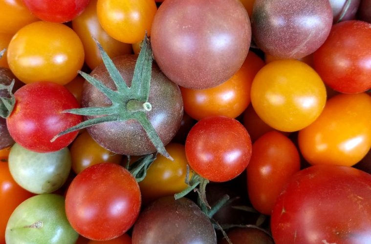Nuevos concursos de tomate antiguo en Navarra