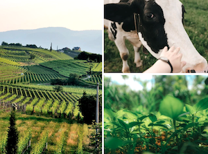 Bruselas da luz verde a importantes medidas de protección a agricultores y ganaderos 