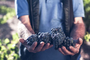 Día Internacional de la Garnacha, una de las variedades de uva más antiguas