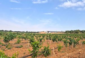 Impulsando la implantación de viñedos policlonales en España y Portugal 