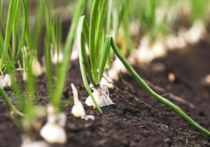 La agricultura, la ganadería y la selvicultura, claves en el pacto de Estado por la emergencia climática