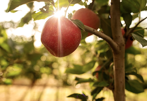 La variedad de manzana Tutti, creada en España para climas más cálidos, llega a China 