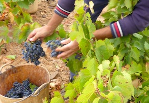 La vendimia de Cariñena, superior a la del año pasado pero inferior a la media de los últimos 10 años