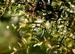 Nuevo bioestimulante natural que promete facilitar la caída de la aceituna y optimizar la cosecha