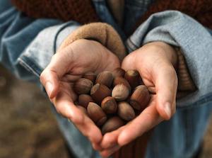 Proyecto Plantas Olvidadas, nuevos alimentos a partir de frutos silvestres