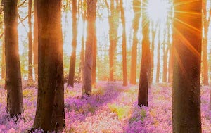 Setas, castañas, miel, piñones… impulso a los productos forestales no madereros