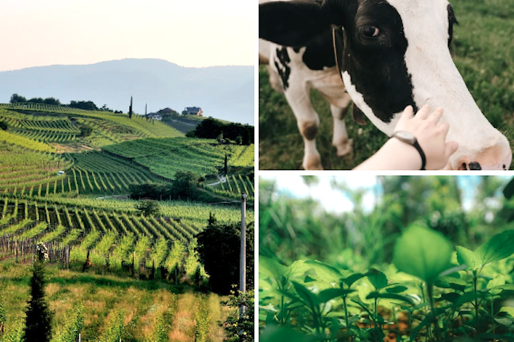 Bruselas aprueba importantes medidas de protección a agricultores y ganaderos