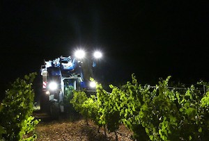Finaliza la vendimia en Rueda