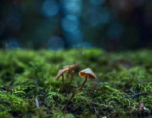 Los hongos y setas, presentes en la Tierra millones de años antes que las primeras plantas terrestres pluricelulares