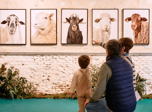 Pastoreo, pop up cultural que acerca el cordero a Madrid Foto Beltrán Casaseca