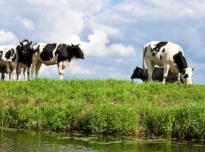 Una herramienta española para una ganadería más sostenible, premiada por la FAO