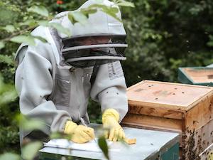 Convocadas ayudas a la investigación en el sector apícola, una necesidad urgente