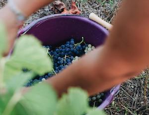 El sector del vino necesitará contratar a más de 22 000 jóvenes en los próximos años