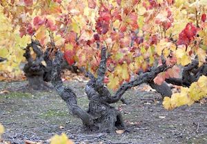Estudio comparativo del aroma de los vinos procedentes de viñas viejas y los de viñedos jóvenes