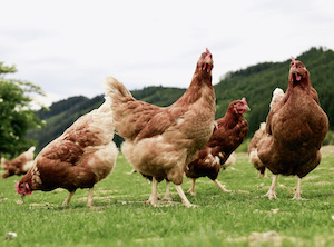 La alarma de gripe aviar obliga a confinar las aves de cría en zonas de especial riesgo