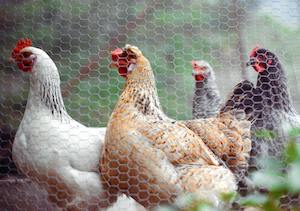 Se amplía a todas las granjas de España el confinamiento de aves de cría